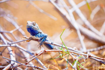 The blue agama sits in ambush on sand and branches and hunts for insects. Beautiful blue lizard...