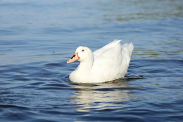 Wild ducks on the river in summer time. Wildlife 