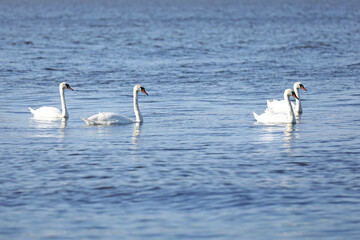 Flock of beautiful white swans on the river