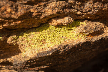 Bright green lichen on rocks, South Mountain Reserve in Phoenix