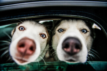 Two playful huskies eagerly peering out from a car window on a sunny day. Two enthusiastic huskies...