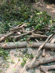 Pile of Mahogany Tree Branches on the Ground