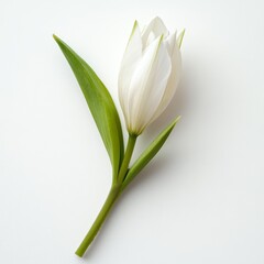 A beautiful white tulip with green leaves, perfect for decoration and floral arrangements.