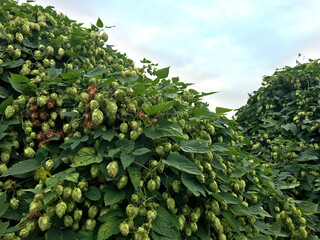 Hop bushes. Wild hops. Hops for brewing. Hops.