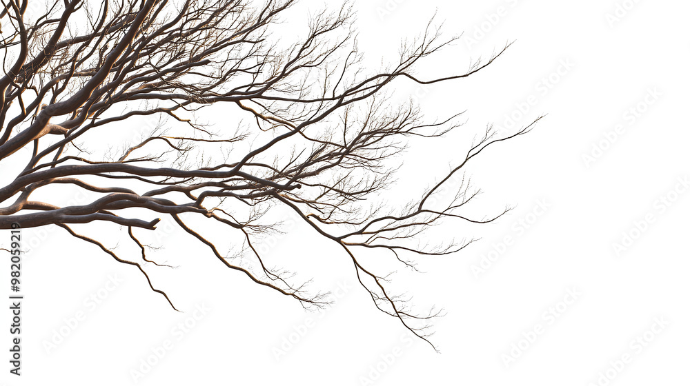 Poster realistic tree branches shadow overlay blur isolated on white background