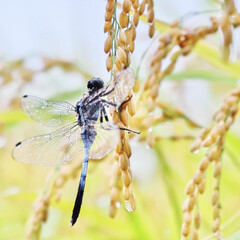 稲にとまるトンボ