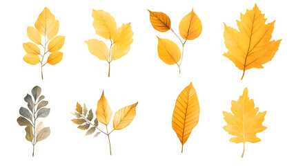 Fototapeta premium Autumn yellow leaves hand drawn collection isolated on transparent background