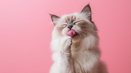 A fluffy cat with blue eyes licking its paw against a soft pink background during a relaxed moment in a cozy indoor setting