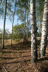 Birch grove in summer, Nizhny Novgorod, Russia.