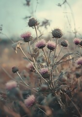Close-up of pink wildflowers with soft, blurred background.