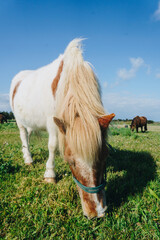 Close up of horse near Phare des Baleines in Île de Ré, France,