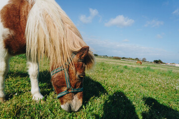 Wideshot of a horse in Île de Ré, France,