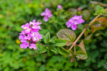 Coleus ('Defiance') plant foliage background. Beautiful colorful leaves of coleus plant growing outdoors in garden on sunny day. Bright fragile red leaves of coleus plant