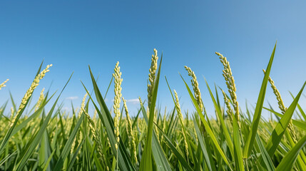 Green rice plants in a field with a clear blue sky overhead.