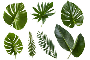 Fototapeta premium Tropical leaves drawing collection isolated on transparent background