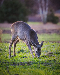 Sarna europejska czyli najczęściej spotykany w Polsce przedstawiciel jeleniowatych 

