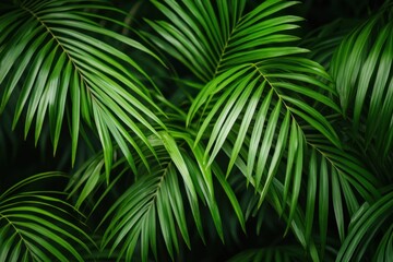 Vibrant green Areca palm leaves create a lush tropical backdrop in a serene environment