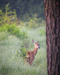 Sarna europejska czyli najczęściej spotykany w Polsce przedstawiciel jeleniowatych 

