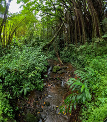 Fototapeta premium Hawaiian Jungle view on the east side of the big island of Hawaii close to the coast and botanical garden