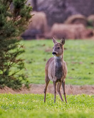 Sarna europejska czyli najczęściej spotykany w Polsce przedstawiciel jeleniowatych 

