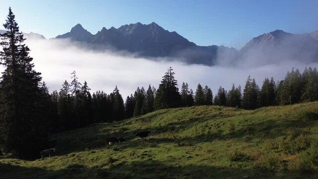 Aerial view of Cows grazing free in Nature in Alpine Landscape of Austrian Alps.
