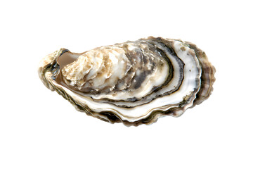 Oyster shell isolated on transparent background