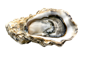 Oyster shell isolated on transparent background