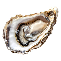 Naklejka premium Oyster shell isolated on transparent background