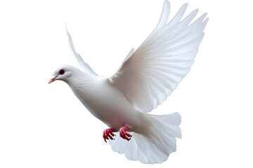 Obraz premium White dove with spread wings on transparent background