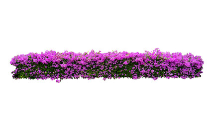 Large flowering spreading shrub of pink and white Bougainvillea (paper flower) tropical flower climber vine landscape plant isolated on white background, clipping path included. © กุลดิลก กรเกษม