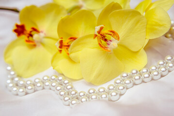 Obraz premium The branch of yellow orchids on white fabric background 
