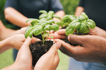 People, hands and support with green plant for growth, sustainability and gardening conservation for earth day. Agriculture, volunteers and leaf in soil fertilizer for development, teamwork or nature