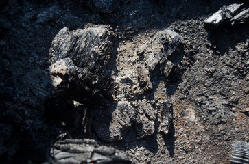 scorched earth after a forest fire