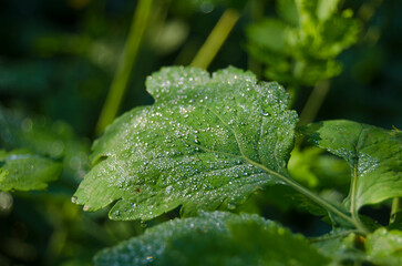 Water drops on a leaf in the morning outside in the garden