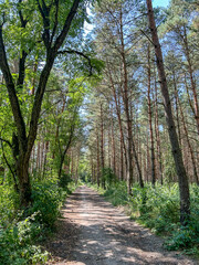 Naklejka premium Forest walk