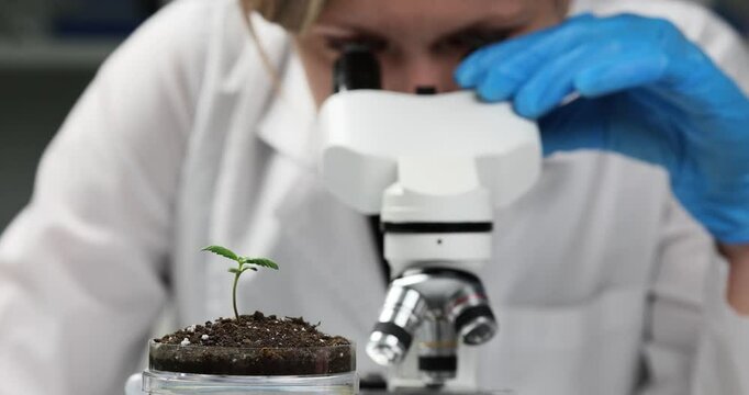 Scientist examines soil sample under microscope. Research work in biology