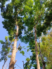 Fototapeta premium Tall Mahogany Trees Reaching the Blue Sky