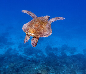 A Green Turtle swimming on a reef Boracay Island Philippines