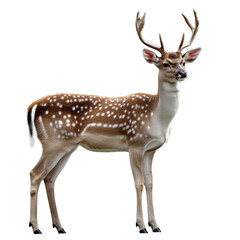Obraz premium Graceful deer with antlers standing alert in a natural setting