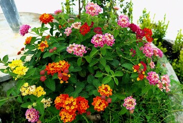 flowers in the garden