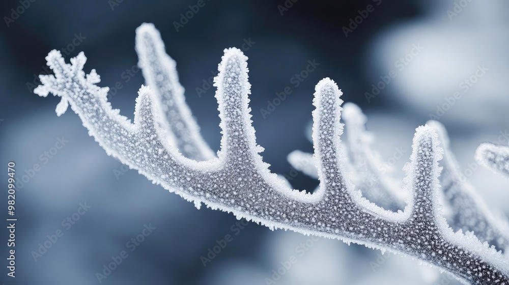 Poster a close-up of a frost-covered branch showcasing intricate frozen patterns and textures in a serene w