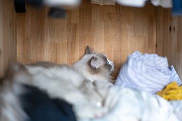 ragdoll grey cat lies and plays, hidden in the closet, a rack of hanging blouses,blue cat eyes
