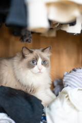 ragdoll grey cat lies and plays, hidden in the closet, a rack of hanging blouses,blue cat eyes