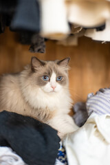 ragdoll grey cat lies and plays, hidden in the closet, a rack of hanging blouses,blue cat eyes