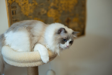 cat lying on scratching post in living room at home, grey ragdoll longhaired kitten lying in pet bed on a climbing tree,cat life,lifestyle,interaction with people
