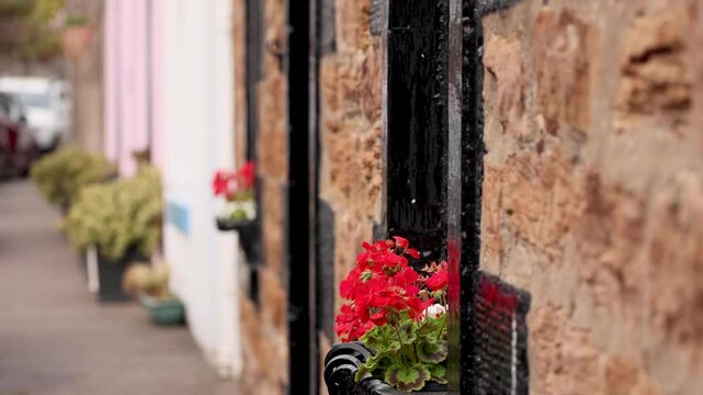 Red Geraniums in Crail, Fife