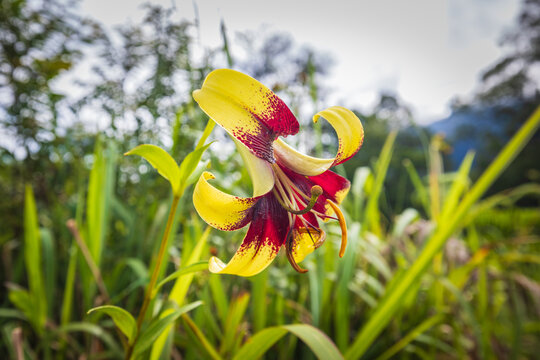 Primulinum lily (Lilum primulinum Baker var. burmanicum (W.W.Sm) Stearn.) Beautiful rare  local  wild flowers  in tropical forest of Thailand.