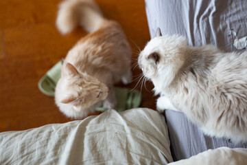 Two tabby cats play fighting on a sofa in apartment