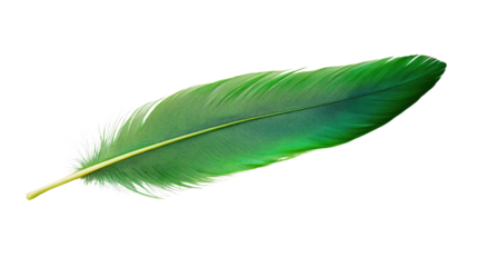 feather on a white transparent background