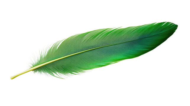 Fototapeta feather on a white transparent background